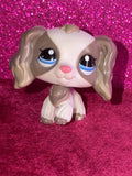 LPS #2254 Cocker Spaniel low angle